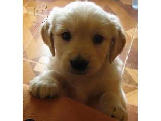 GOLDEN RETRIEVER